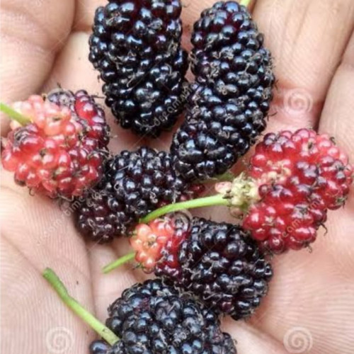 Indian Mulberry